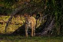 134 Zuid Pantanal, jaguar